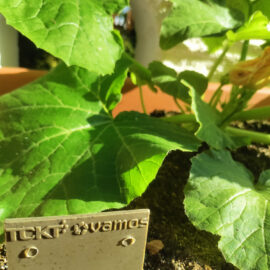 VAMOS – field study